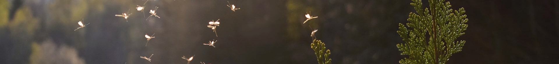 WeedMan Banner Image